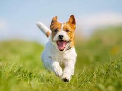Hundebett -  gesundes Hundebett - 
Hundeliege Outdoor erhöhtes Hundebett Haustierliege verschiedene Farben & Größen erhöht Hundebett Orthopädische