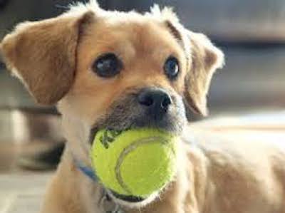 
hundehochbett -  Hundebetten - 

 erhöht Hundebett Orthopädische