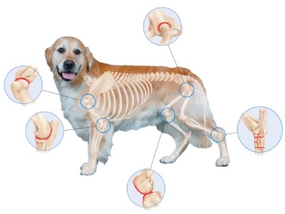  orthopädisch -  gesundes Hundebett - 
Hundeliege Outdoor erhöhtes Hundebett Haustierliege verschiedene Farben & Größen erhöht Hundebett Orthopädische